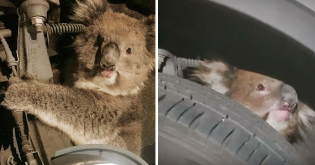 Koala sobrevive a un viaje de 16 kilómetros agarrado a la suspensión de un coche