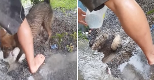 Esta perrita le salva a su cachorro atrapado en una alcantarilla inundada