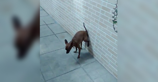 ''Grabé este vídeo para que todos mis amigos viesen la habilidad de mi perro Jully''