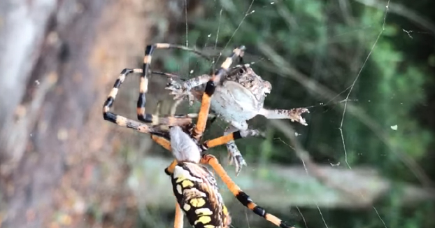 Graba como una araña bananera envuelve en su tela a un sapo atrapado