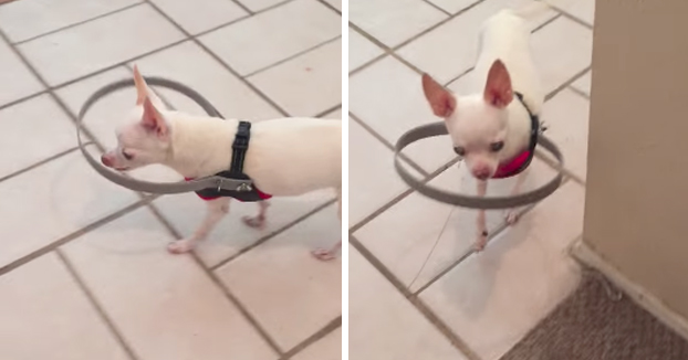 A este perro ciego le han fabricado un aparato para que no se choque contra las cosas