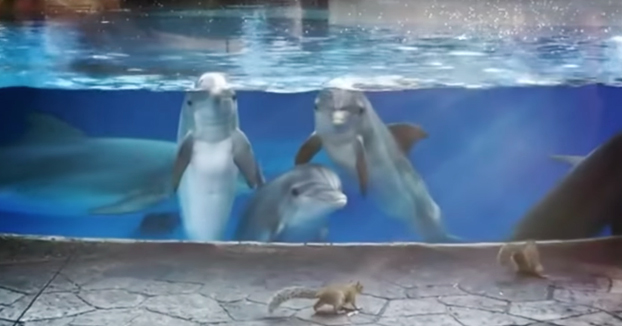 Estos delfines se quedan fascinados al ver a unas ardillas merodear por allí al lado