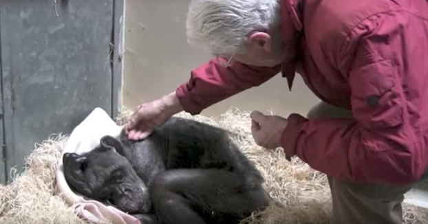 El conmovedor momento en el que una visita alegra el día de una chimpancé anciana