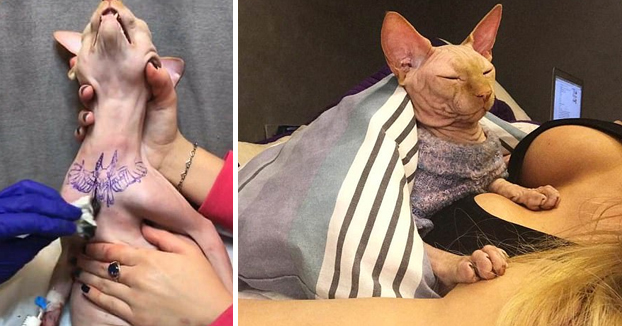 La modelo Elena Ivanickaya le hace un tatuaje a su gato esfinge en el pecho para hacerlo más ''glamuroso''