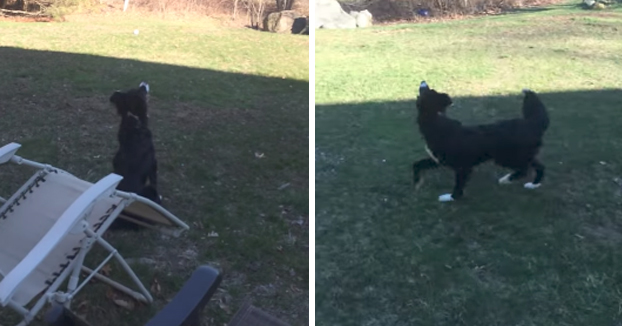 Este perro cree que la luna es una pelota y necesita jugar con ella