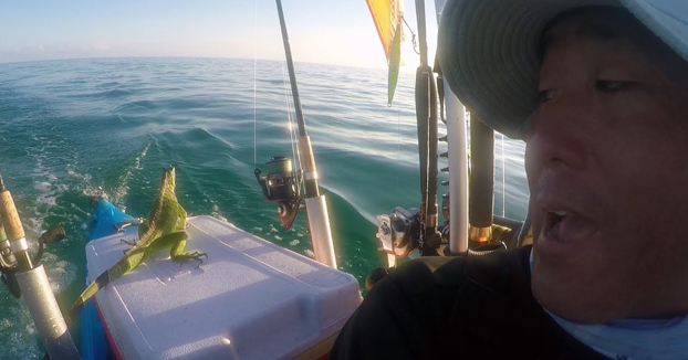 Salva a una iguana perdida en el mar a 4 millas de distancia de tierra firme