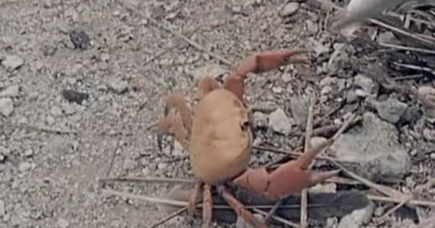 Este cangrejo saca su lado más de supervivencia cuando está perdiendo una pelea
