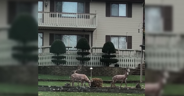 Volvía a casa del trabajo cuando vi esta escena en el jardín de mi vecino