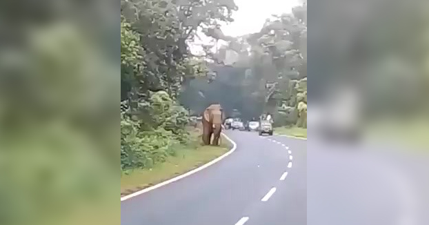 Un elefante mata a un hombre que se acercó al animal para hacerle una foto