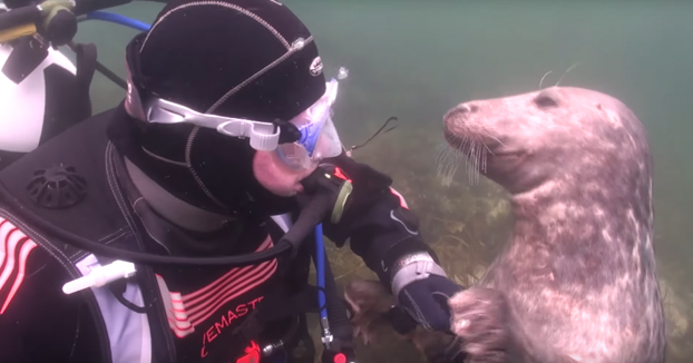 El adorable comportamiento de esta foca al encontrarse con un humano bajo el agua