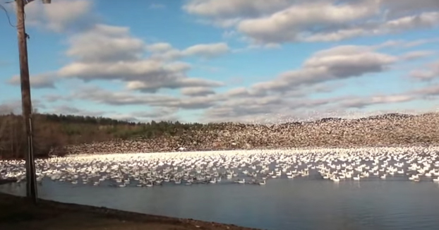 10.000 gansos blancos alzando el vuelo en el lago Massawippi