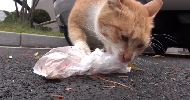 La historia de la gata que solo aceptaba comida envuelta en una bolsita de plástico
