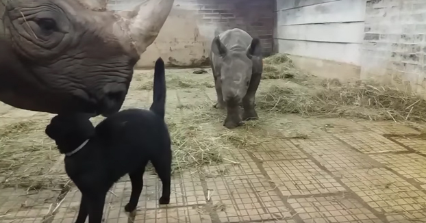 Los gatos siempre haciendo amigos, hasta con los rinocerontes