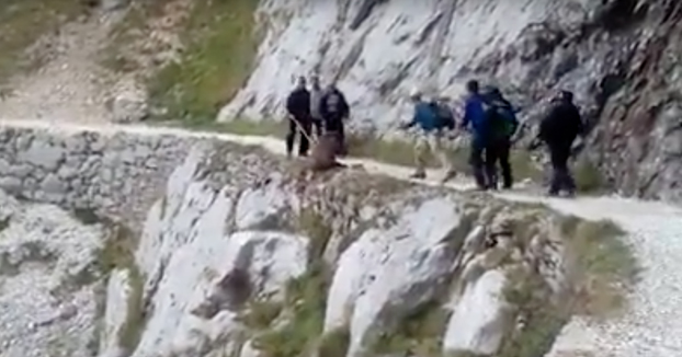 Siete personas agreden y tiran al vacío a un jabalí en la Ruta del Cares (Vídeo)