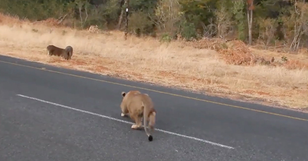Un turista graba el momento en el que una sigilosa leona caza a un jabalí a metros de él