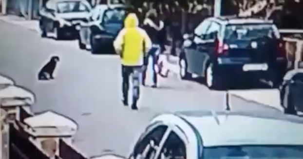 La cámara de seguridad grabó como un perro callejero salvó a una mujer de un ladrón