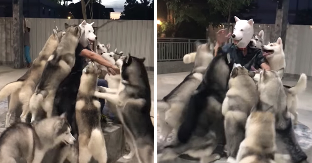 Perros dando la bienvenida a su nueva casa a un perro-humano