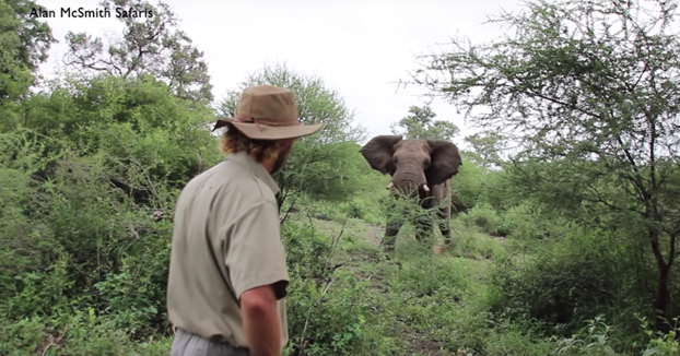 Cómo detener la embestida de un elefante