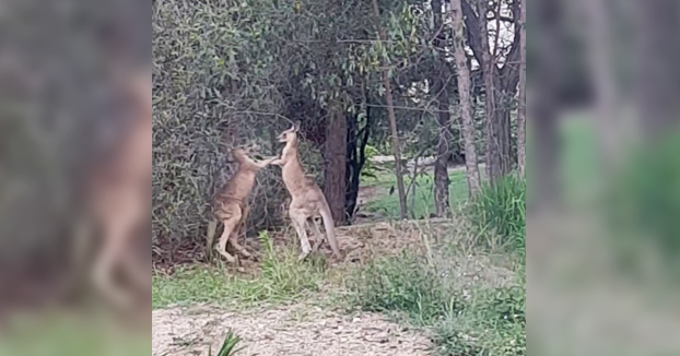Un hombre frena una pelea entre dos canguros: ''¿Qué pensarían vuestros padres??''