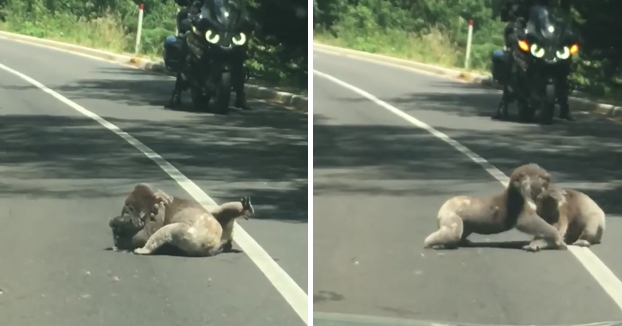 Dos koalas se pelean en mitad de la carretera y detienen el tráfico