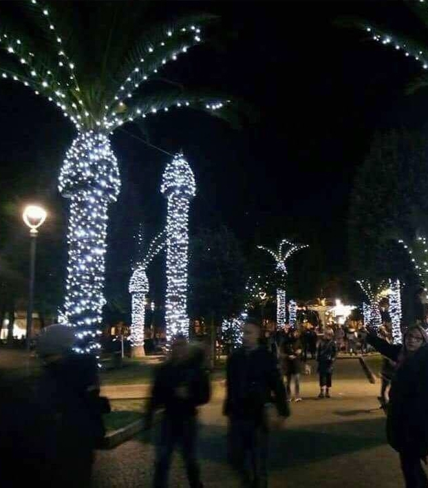 ¿Por qué no hay que decorar las palmeras con luces de Navidad? Por esto...