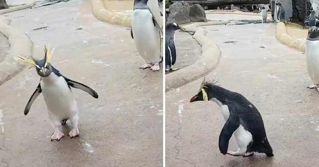 Frank Cuesta: El vídeo del pingüino del zoo de Edimburgo no tiene ni p*** gracia