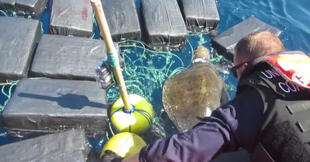 Rescatan a una tortuga enredada entre 800 kilos de cocaína