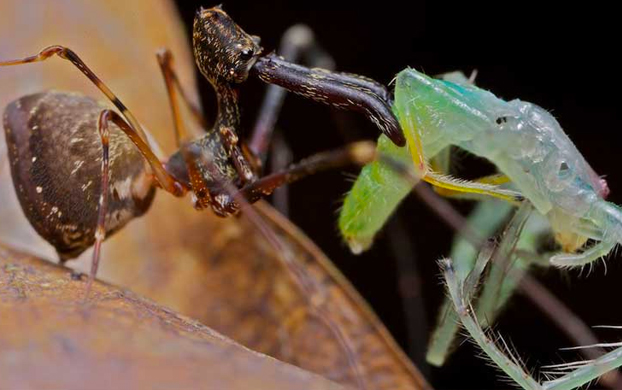 Científicos descubren araña caníbal con forma de pelícano