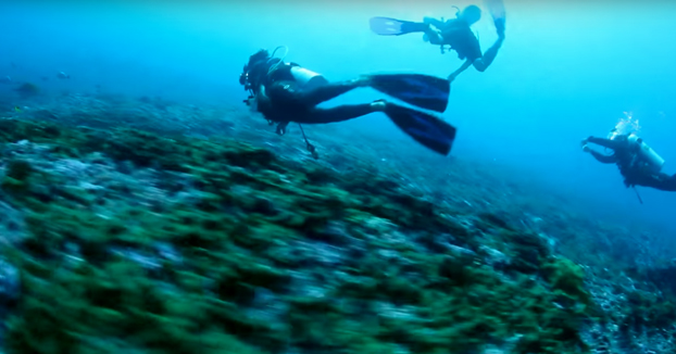 Buceadores a la deriva en una corriente marina en la Polinesia Francesa