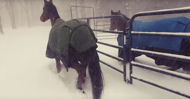 La reacción de dos caballos cuando los sacan para que jueguen con la nieve