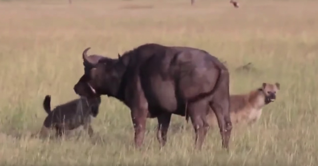 Hienas cazan un búfalo y se lo comen vivo