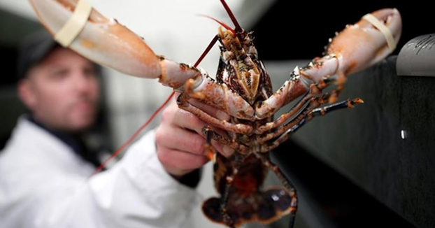 Suiza prohíbe cocinar las langostas tirándolas en agua hirviendo