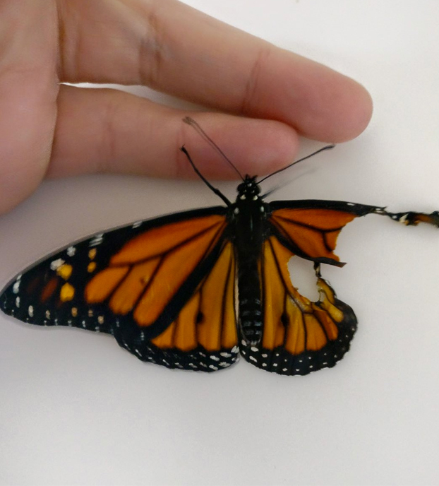 Transplante de ala de mariposa monarca