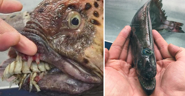 Un pescador de aguas profundas crea en Instagram una galería de 'monstruos marinos'