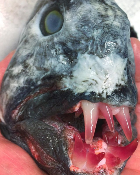 Un pescador de aguas profundas crea en Instagram una galería de 'monstruos marinos'