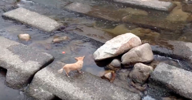 Si un día te sientes solo, acuérdate de este perrito y su pelota