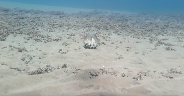 Así es como nada y se camufla un pulpo en la costa de Mozambique