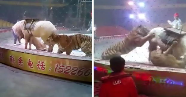 Un tigre y una leona atacan a un caballo en plena función de un circo