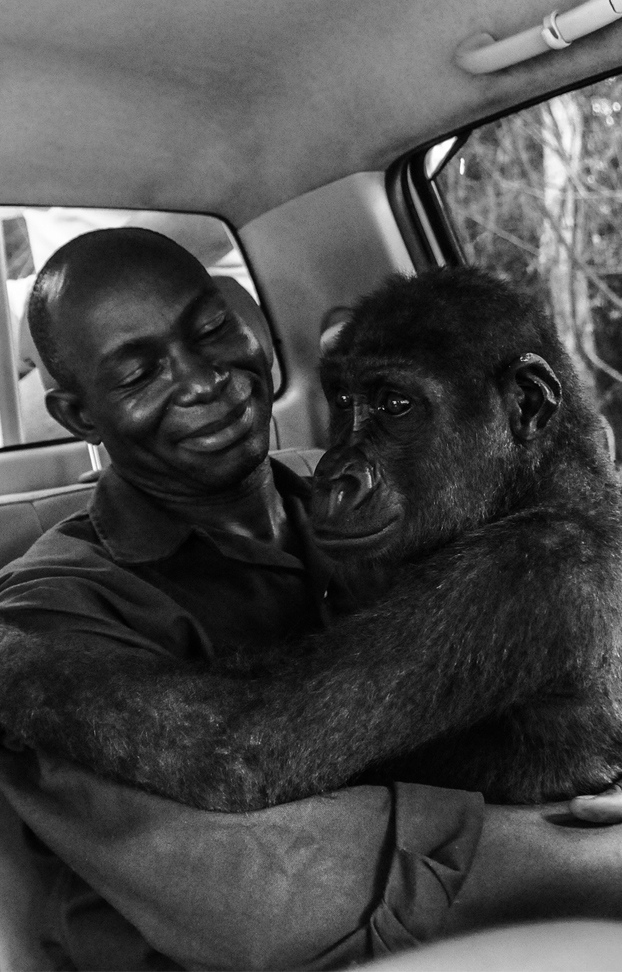 El rescate de la gorila Pikin, mejor fotografía del año del Wildlife Photographer of the Year, según el público