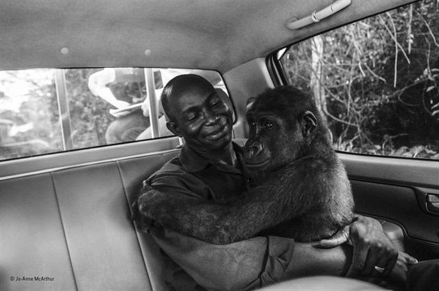 El rescate de la gorila Pikin, mejor fotografía del año del Wildlife Photographer of the Year, según el público