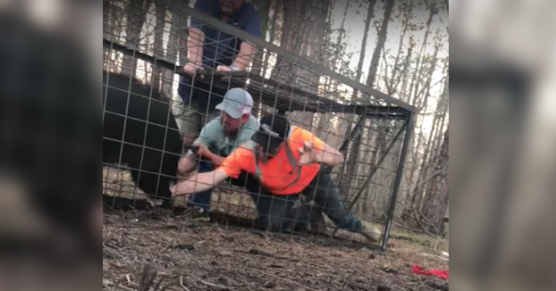 Amigos liberando a un jabalí que ha caído en una trampa
