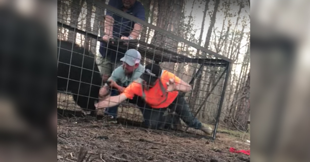 Amigos liberando a un jabalí que ha caído en una trampa