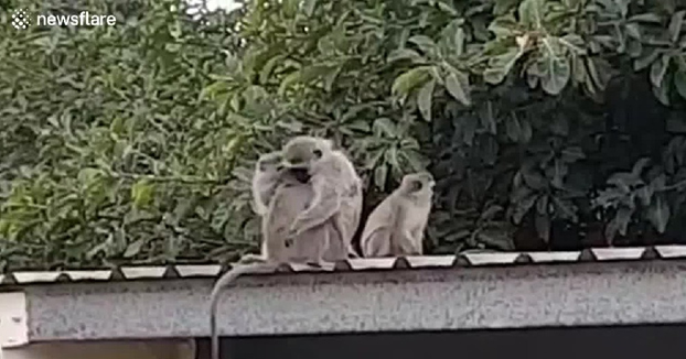 Conmovedor momento en el que un mono rehabilitado es liberado y se reencuentra con su familia