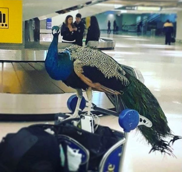 Una mujer intenta subir a un avión con su pavo real alegando que es su ''apoyo emocional''