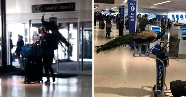 Una mujer intenta subir a un avión con su pavo real alegando que es su ''apoyo emocional''