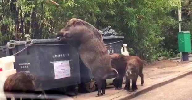 'Pigzilla', el jabalí gigante que busca entre la basura