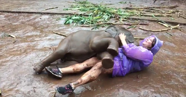 Abrazos de amor de un bebé elefante en el barro