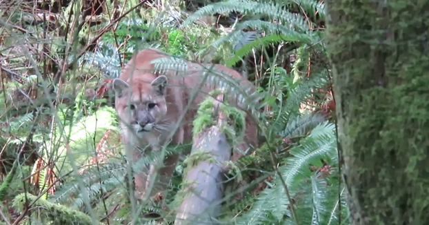 Sale al bosque a buscar cornamentas de ciervo y es acechado por un puma