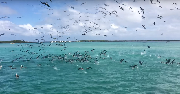 Boobies cazando en grupo en las Galápagos