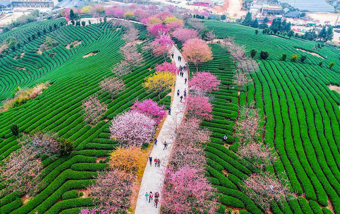 Han florecido los cerezos en China y es uno de los paisajes más increíbles del planeta